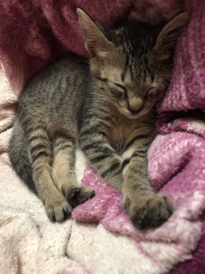 Gato raça SRD-ViraLata idade 2 a 6 meses nome sem nome