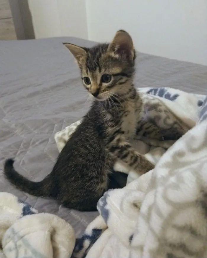 Gato raça SRD-ViraLata idade 2 a 6 meses nome sem nome