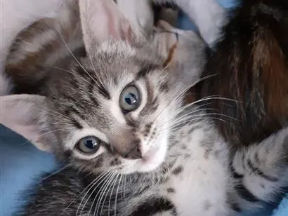 Gato raça SRD-ViraLata idade 2 a 6 meses nome sem nome