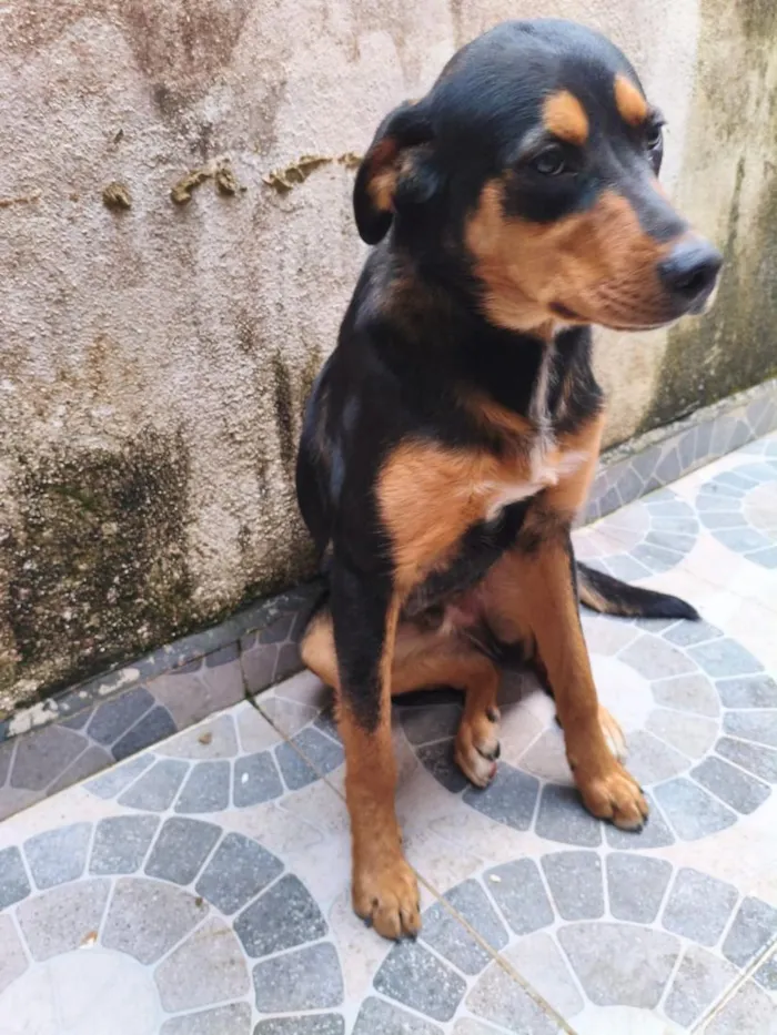 Cachorro raça SRD-ViraLata idade 7 a 11 meses nome Dudu