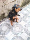 Dudu