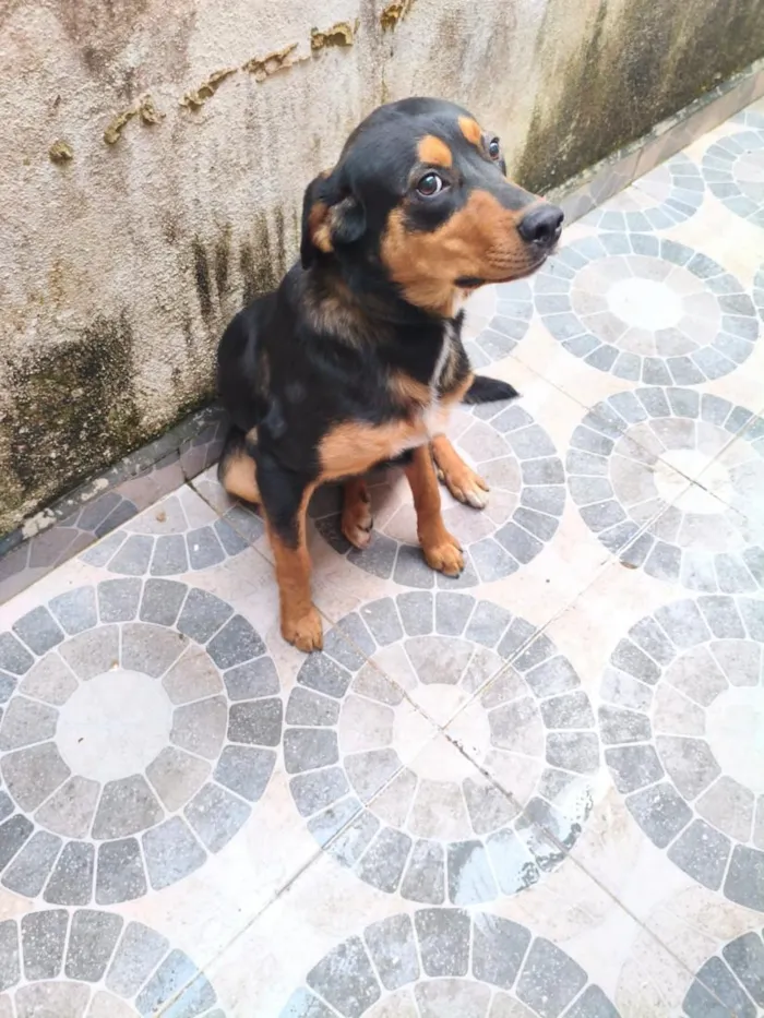 Cachorro raça SRD-ViraLata idade 7 a 11 meses nome Dudu