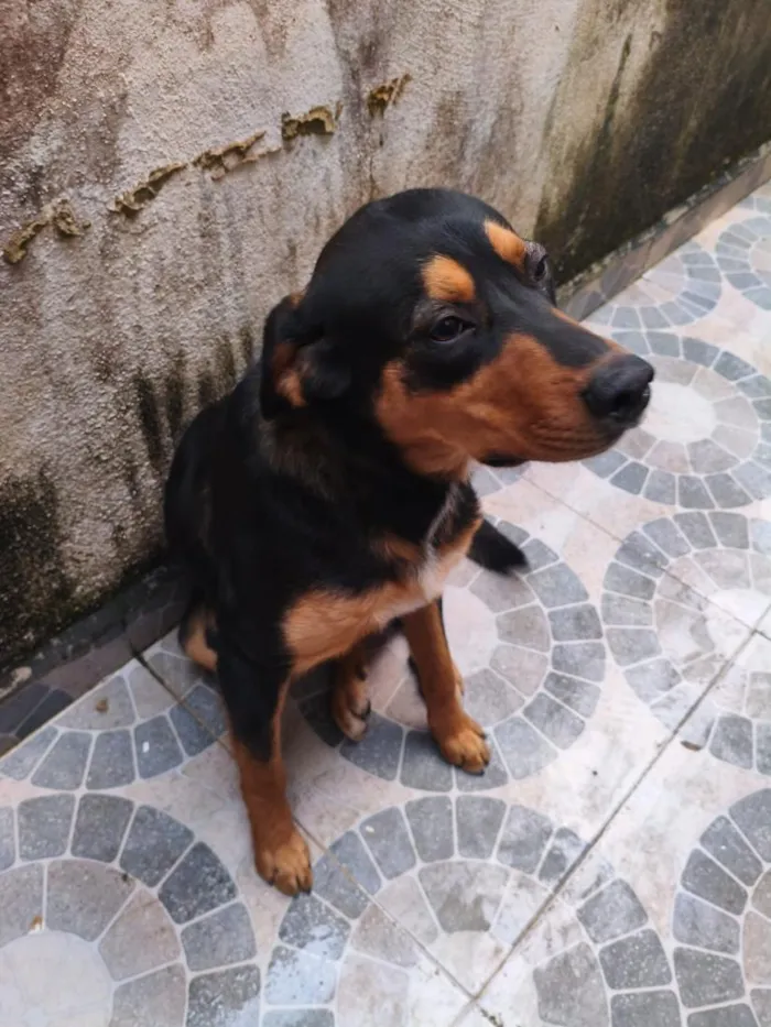Cachorro raça SRD-ViraLata idade 7 a 11 meses nome Dudu