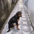 Dudu