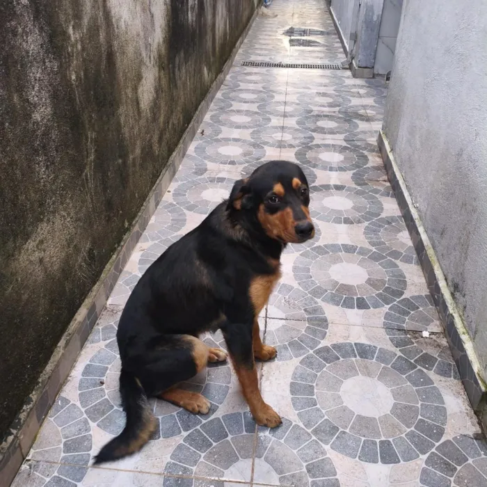 Cachorro raça SRD-ViraLata idade 7 a 11 meses nome Dudu