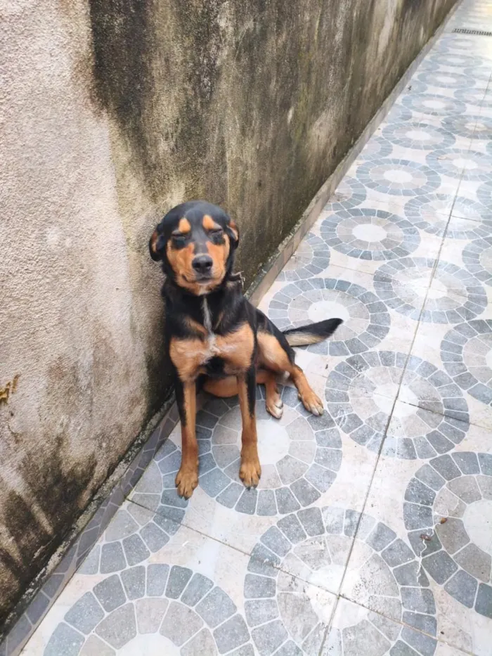Cachorro raça SRD-ViraLata idade 7 a 11 meses nome Dudu