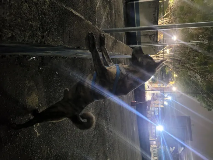 Cachorro raça SRD-ViraLata idade 7 a 11 meses nome Átila 