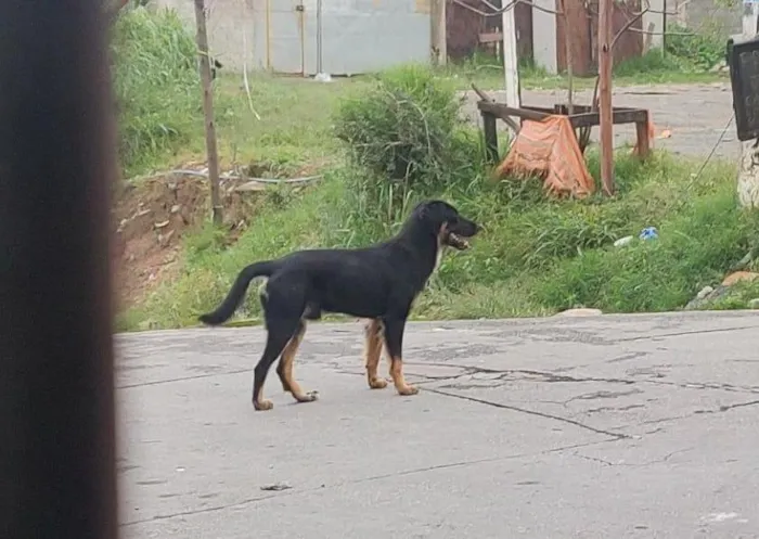 Cachorro raça SRD-ViraLata idade 1 ano nome Bruce