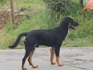 Cachorro raça SRD-ViraLata idade 1 ano nome Bruce