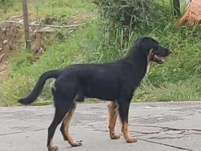 Cachorro raça SRD-ViraLata idade 1 ano nome Bruce