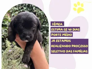 Cachorro raça SRD-ViraLata idade Abaixo de 2 meses nome Presidenta