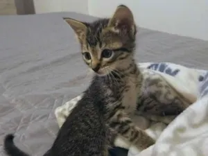 Gato raça SRD-ViraLata idade 2 a 6 meses nome sem nome