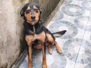 Cachorro raça SRD-ViraLata idade 7 a 11 meses nome Dudu