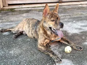 Cachorro raça SRD-ViraLata idade 7 a 11 meses nome Átila 
