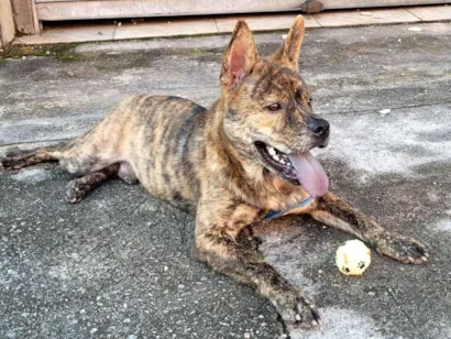 Cachorro raça SRD-ViraLata idade 7 a 11 meses nome Átila 