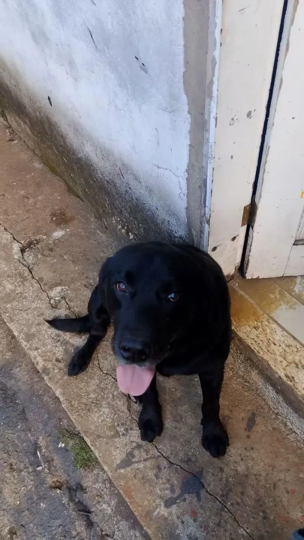 Cachorro raça Labrador idade 5 anos nome negão 