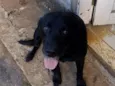 negão 
