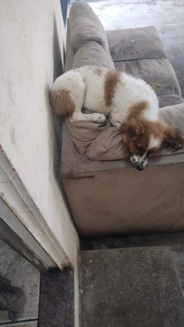 Cachorro raça SRD-ViraLata idade 2 a 6 meses nome luk