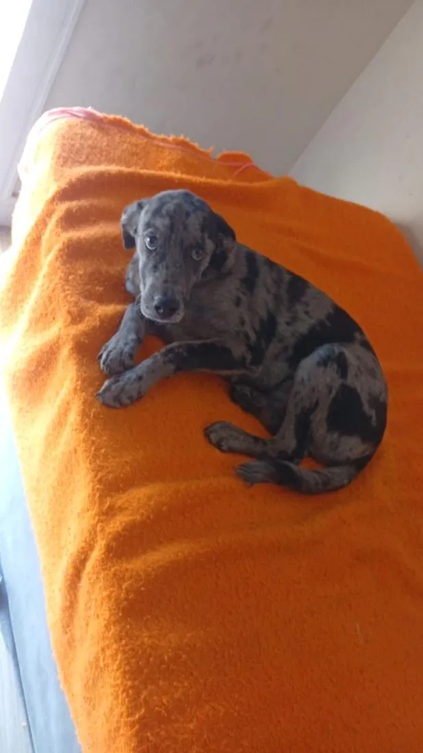 Cachorro raça SRD-ViraLata idade 2 a 6 meses nome Frederico 