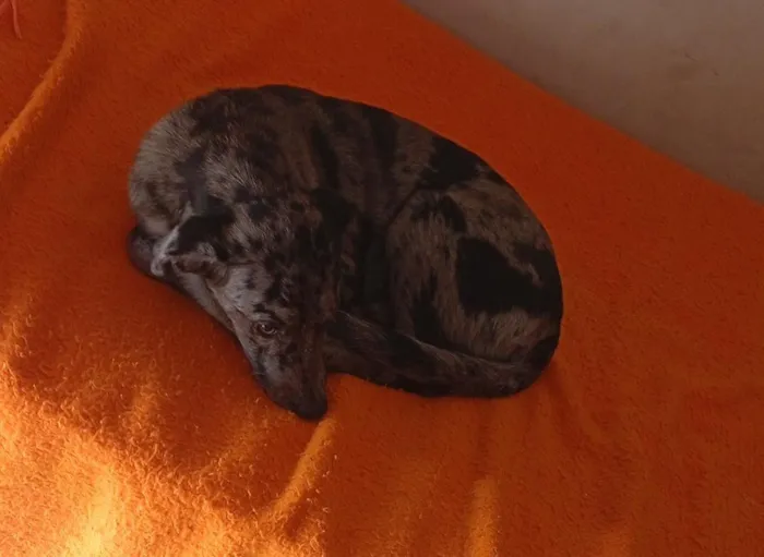 Cachorro raça SRD-ViraLata idade 2 a 6 meses nome Frederico 