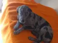 Frederico 
