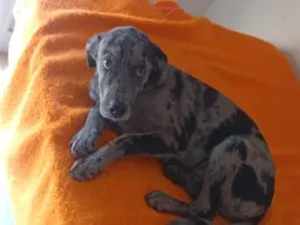 Cachorro raça SRD-ViraLata idade 2 a 6 meses nome Frederico 