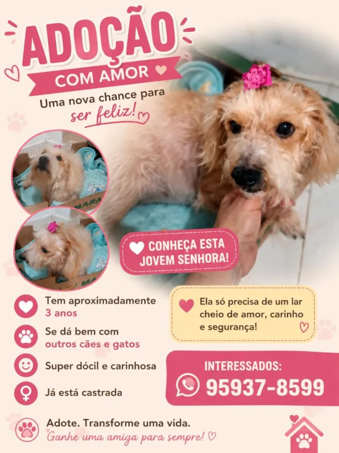 Cachorro raça SRD-ViraLata idade 3 anos nome Bela