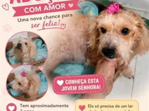 Cachorro raça SRD-ViraLata idade 3 anos nome Bela