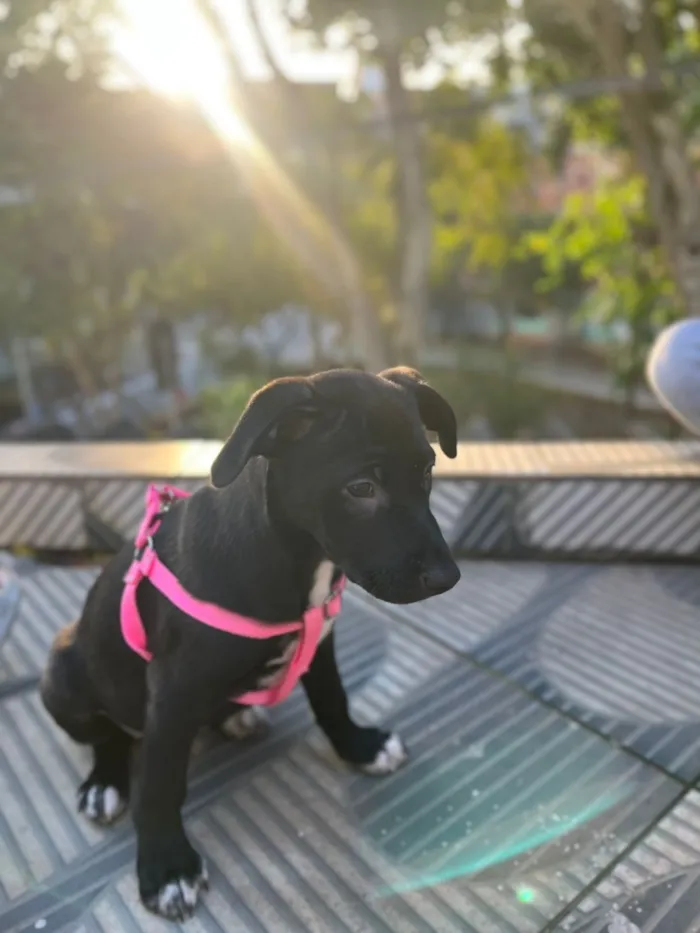 Cachorro raça SRD-ViraLata idade 2 a 6 meses nome Pretinha 