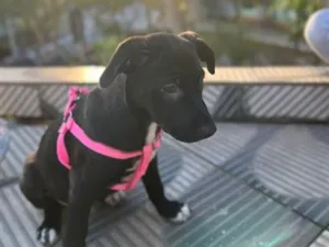 Cachorro raça SRD-ViraLata idade 2 a 6 meses nome Pretinha 
