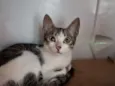 Ferinha 