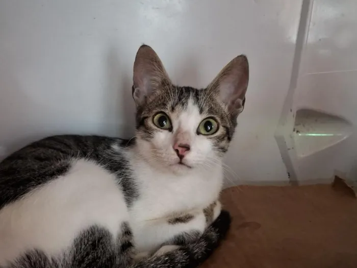 Gato raça SRD-ViraLata idade 7 a 11 meses nome Ferinha 
