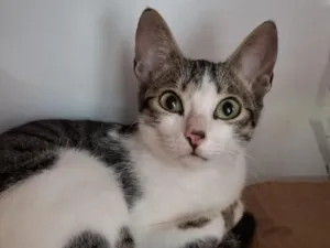 Gato raça SRD-ViraLata idade 7 a 11 meses nome Ferinha 