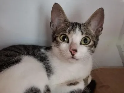 Gato raça SRD-ViraLata idade 7 a 11 meses nome Ferinha 