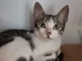 Ferinha