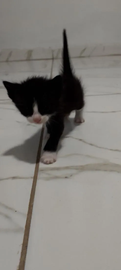 Gato raça SRD-ViraLata idade 2 a 6 meses nome frajola e tricolores 