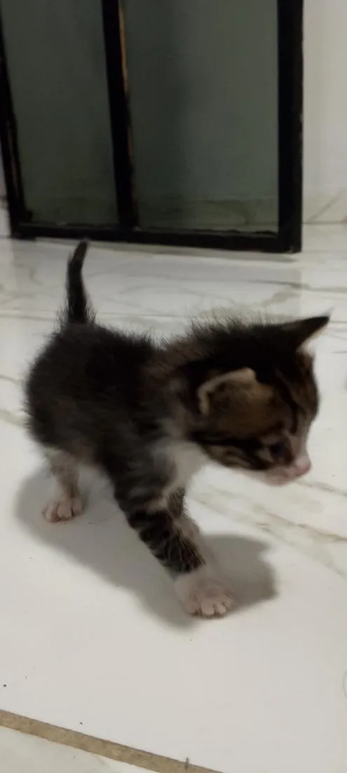 Gato raça SRD-ViraLata idade 2 a 6 meses nome frajola e tricolores 