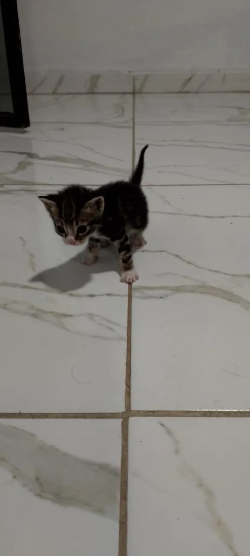 Gato raça SRD-ViraLata idade 2 a 6 meses nome frajola e tricolores 