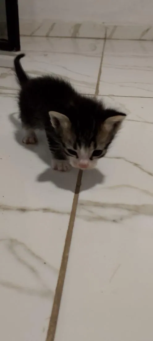 Gato raça SRD-ViraLata idade 2 a 6 meses nome frajola e tricolores 