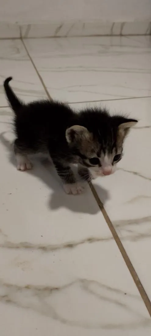 Gato raça SRD-ViraLata idade 2 a 6 meses nome frajola e tricolores 