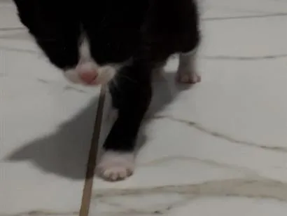 Gato raça SRD-ViraLata idade 2 a 6 meses nome frajola e tricolores 