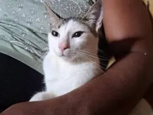 Gato raça SRD-ViraLata idade 7 a 11 meses nome Et 