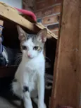 Theodor 