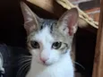 Theodor 