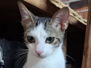 Gato raça SRD-ViraLata idade 7 a 11 meses nome Theodor 