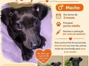 Cachorro raça SRD-ViraLata idade 2 a 6 meses nome Neguinho 