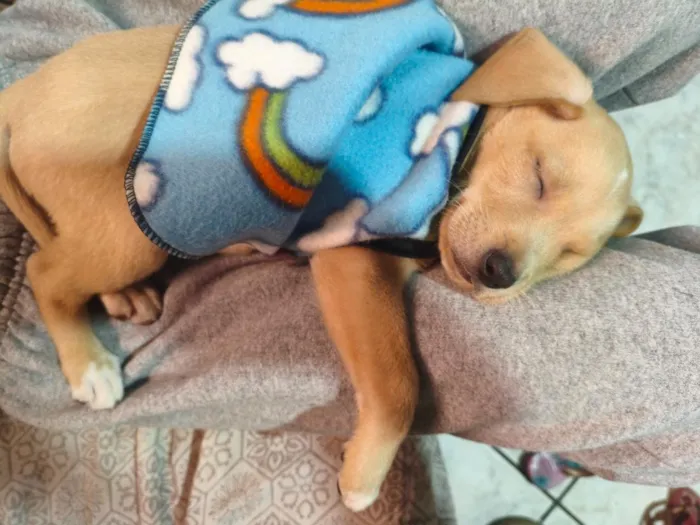Cachorro raça SRD-ViraLata idade 2 a 6 meses nome Luck