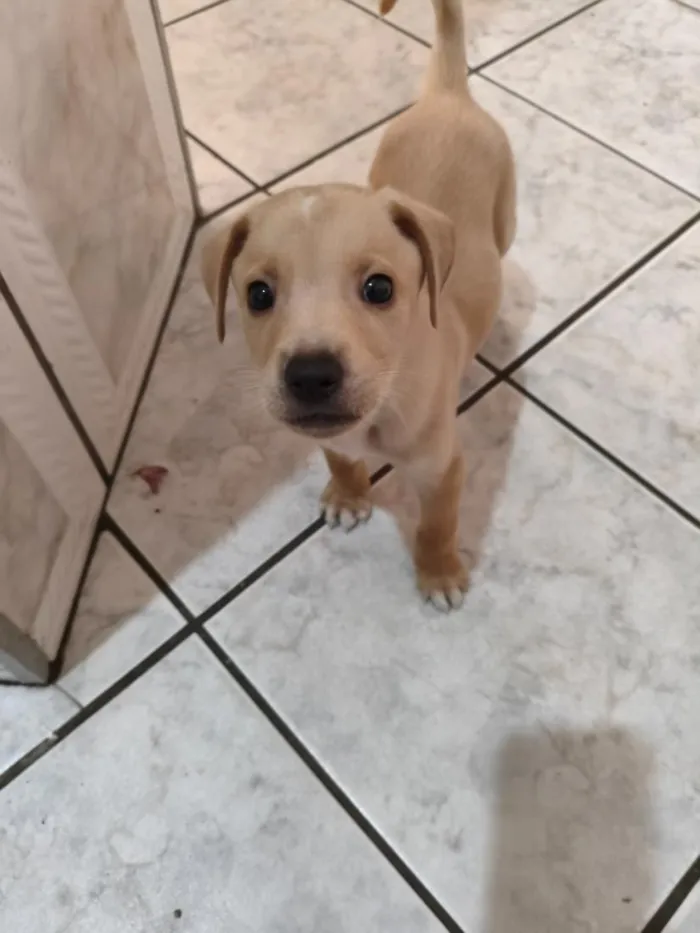 Cachorro raça SRD-ViraLata idade 2 a 6 meses nome Luck
