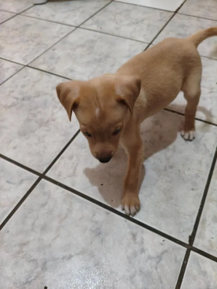 Cachorro raça SRD-ViraLata idade 2 a 6 meses nome Luck