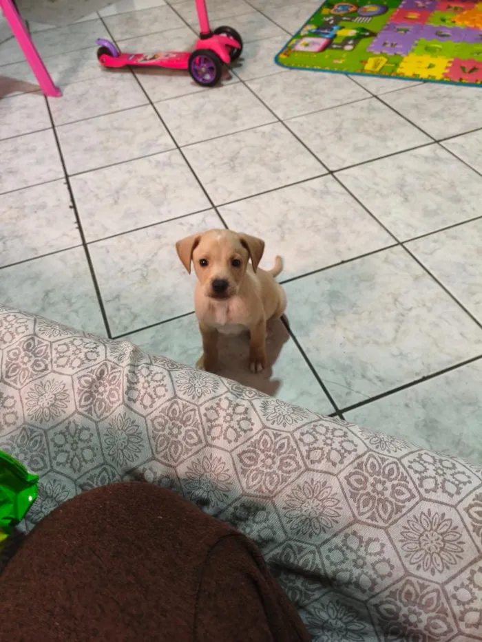 Cachorro raça SRD-ViraLata idade 2 a 6 meses nome Luck